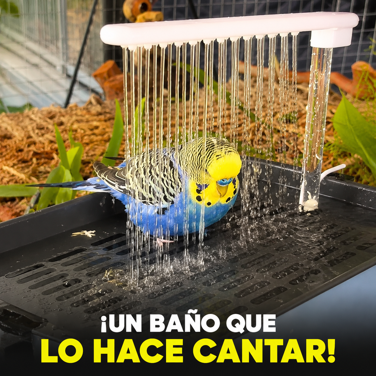 FUENTE DE AVES: HAZ QUE TUS PAJAROS CANTEN FELICES